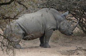 Rhino Male