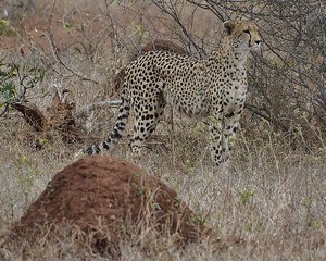 Kruger Cheetah