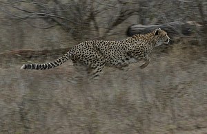 Cheetah Attack- 2