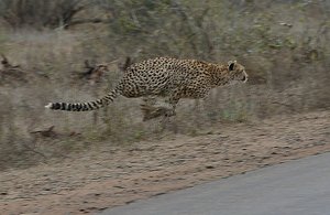 Cheetah Attack- 3