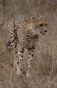 Cheetah Attack- 4 (Unsuccessful)