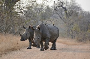 Kruger Rhinos