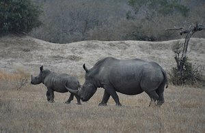 Rhino And Baby