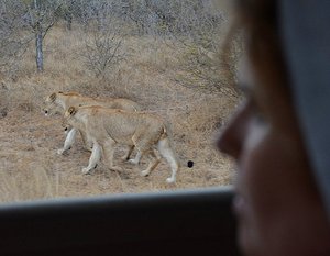 Pacing The Lions