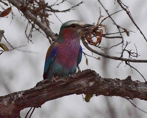 Lilac Breasted Roller Eating Scorpion
