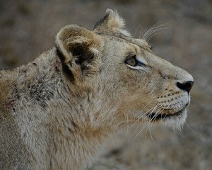 Kruger Lion