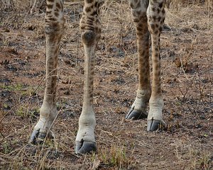 Giraffe Feet