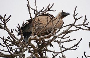 Kruger Vulture