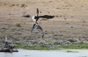 Fish Eagle Attack- 3 (Heron In Trouble)