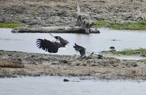 Fish Eagle Attack- 4 (Heron Down)