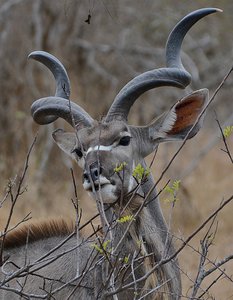 Kruger Kudu