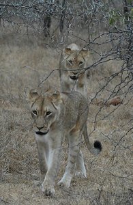 Kruger Lions