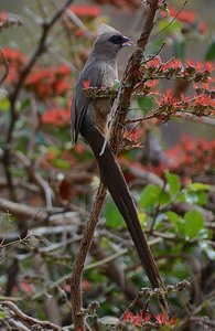 Kruger Bird