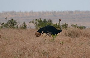 Kruger Ostrich 