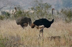 Kruger Ostrich 