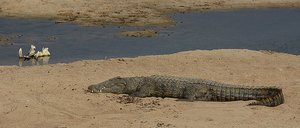 Kruger Croc