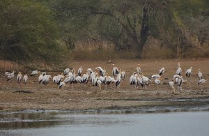 Kruger Flock 