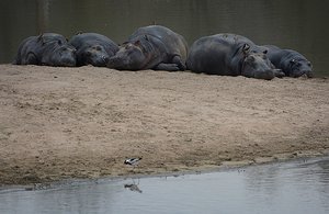 Hippos Snoozing