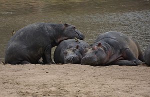 Hippo Bonding