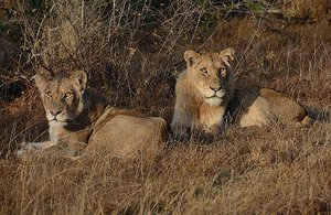 Kruger Lions