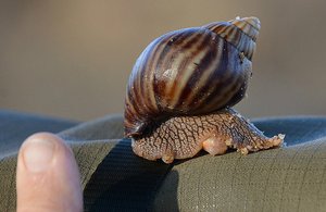 Kruger Giant Snail