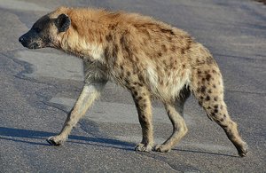 Kruger Hyena 