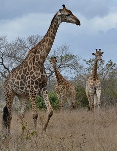 Kruger Giraffes