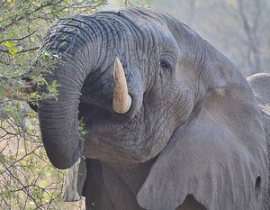 Kruger Elephant 