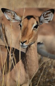 Kruger Impala