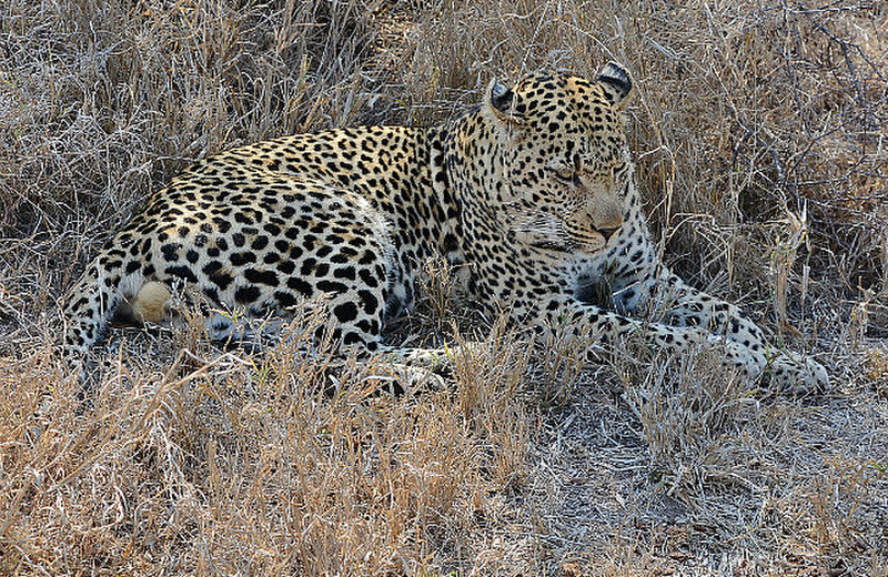 Sabi Sands Leopard