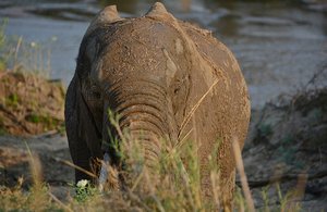 Sabi Sands Elephant