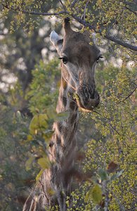 Sabi Sands Giraffe 