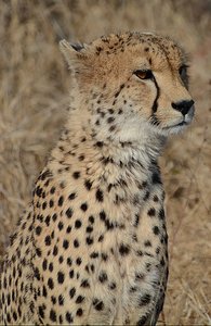Sabi Sands Cheetah 