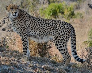 Cheetah Pose