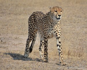Sabi Sands Cheetah