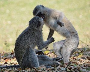 Monkey Fight