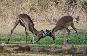 Impala Fight