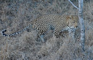 Sabi Sands Leopard 