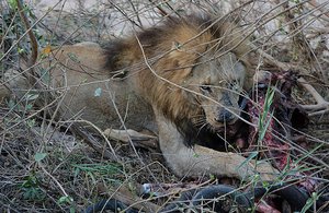 Male Lion Eating