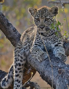 Baby Leopard In A Tree