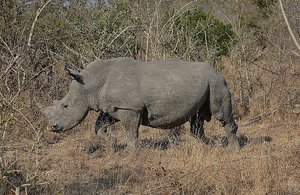 Sabi Sands Rhino