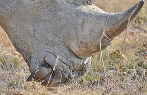 Oxpecker Looking Inside Rhino Nose For Insects