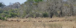 Impala Migration
