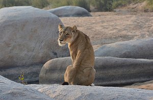 Sabi Sands Lion