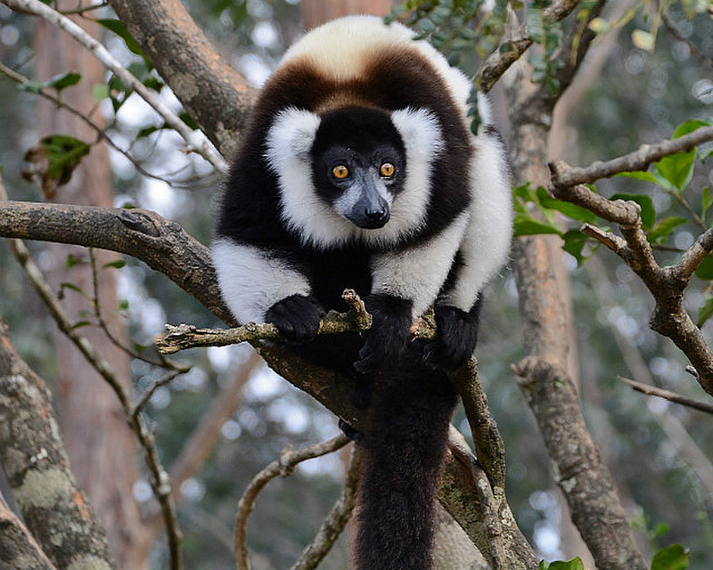 Ruffled Lemur