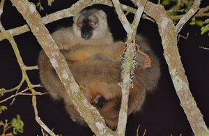 Lemur At Night