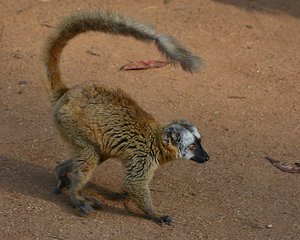 Lemur Going For A Walk