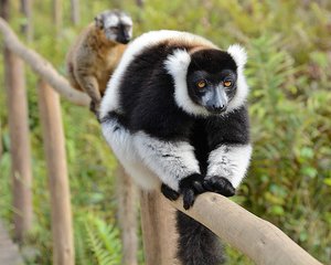 Fence-Sitting Lemurs