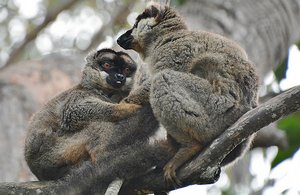 Brown Lemur Friends