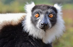 Lemur Looks Surprised